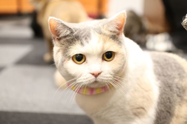EOS 70D_5949.JPG