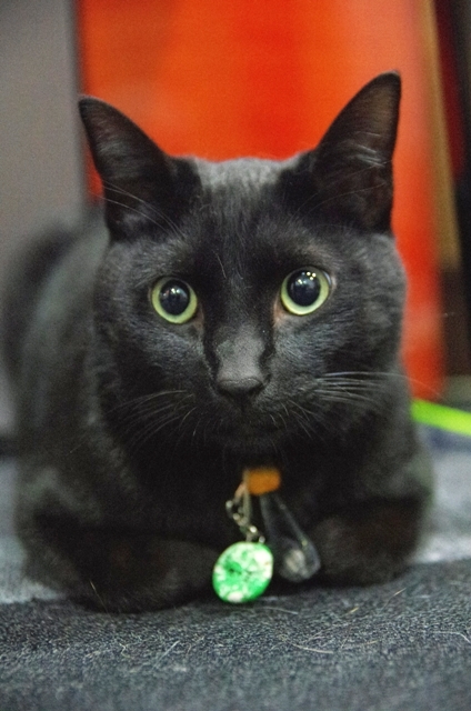 IMGP2363.jpg